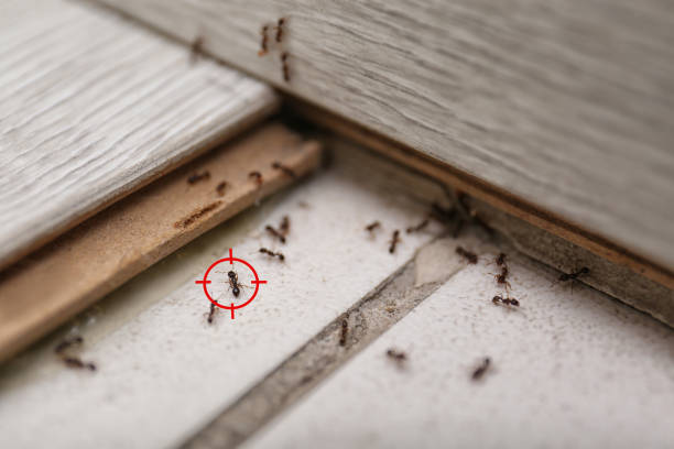 Pest Control Cost in Gardendale, TX