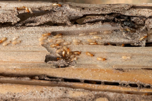 Best Best Pest Control Companies  in Gardendale, TX